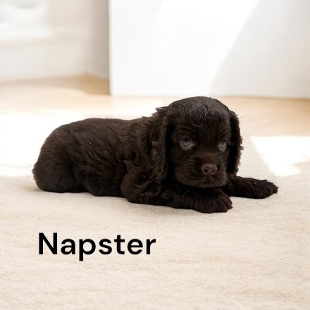 puppy, for, sale, Cocker Spaniel, Joe & Cherri  Overlease, dog, breeder, Miller, MO, dog-breeder, puppy-for-sale, forsale, nearby, find, puppyfind, locator, puppylocator, aca
